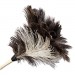 Boardwalk BWK13FD Professional Ostrich Feather Duster, 7" Handle