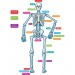 Teacher Created Resources 77241 Human Skeleton Magnetic Accents